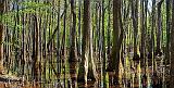 Mississippi Swamp_47122-3